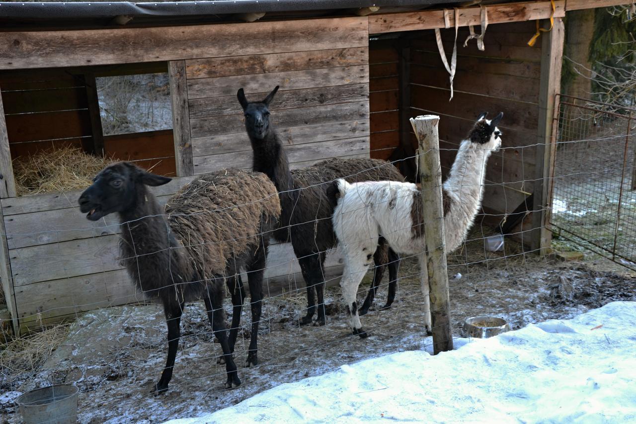 Penzion U Lípy Vysoké nad Jizerou Exteriér fotografie